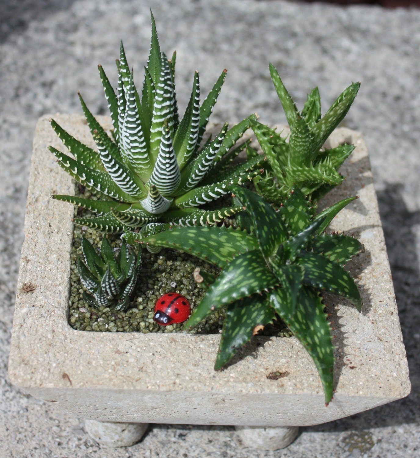 zebra aloe