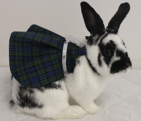 tartan lottie bunny