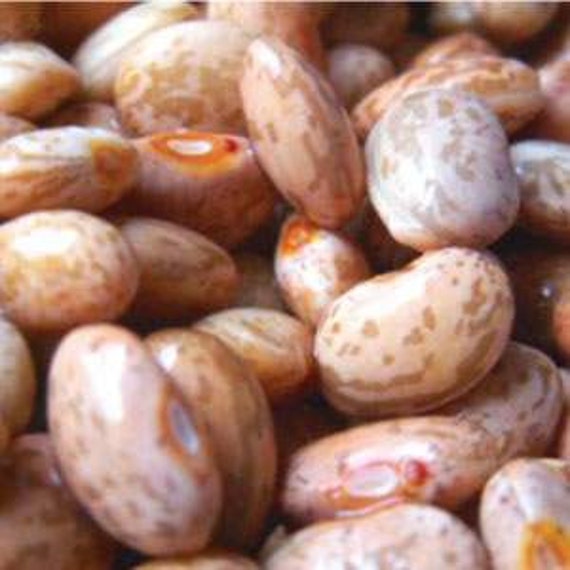 Items similar to Pinto Bean Seeds Organic Production Practices