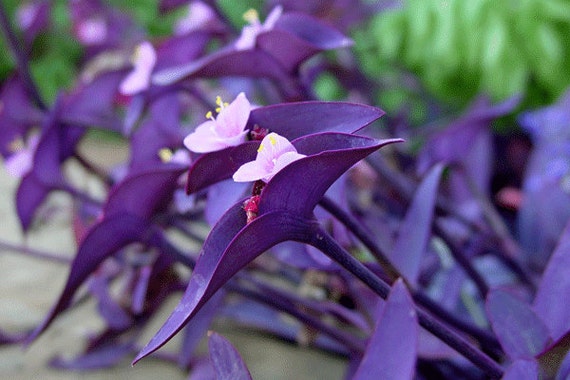 4 Premium Purple Wandering Jew Perenniel Young Plants