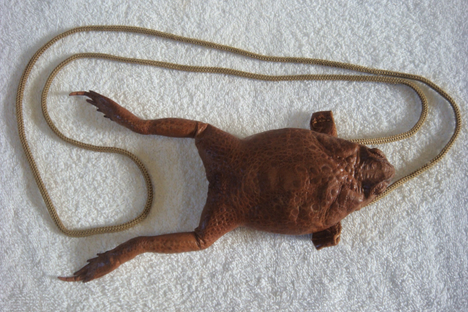 Real Cane toad bag / purse frog skin part taxidermy