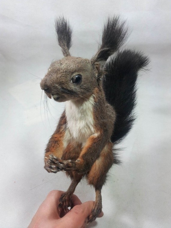 farm animal Taxidermy cute squirrel for sale ideal birthday