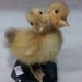 Funny birthday gift taxidermy 2 headed duckling weird stuff