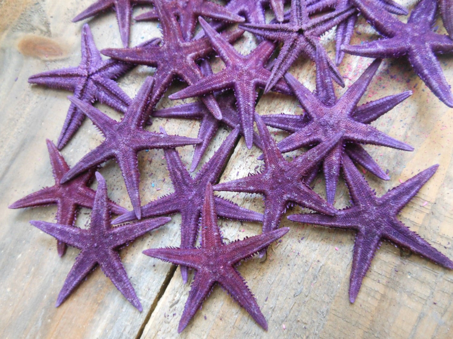 Purple Starfish Dyed Starfish Small Colorful Starfish