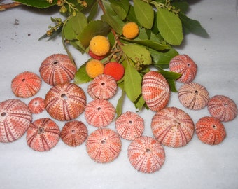30 pcs red sea urchins, Summer collection.