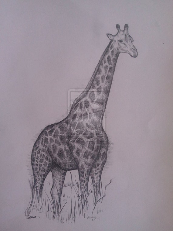 Items similar to Giraffe Art Pencil Drawing High Quality Signed A4 