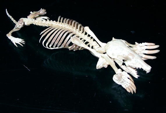 Eastern mole skeleton by TheBoneLair on Etsy