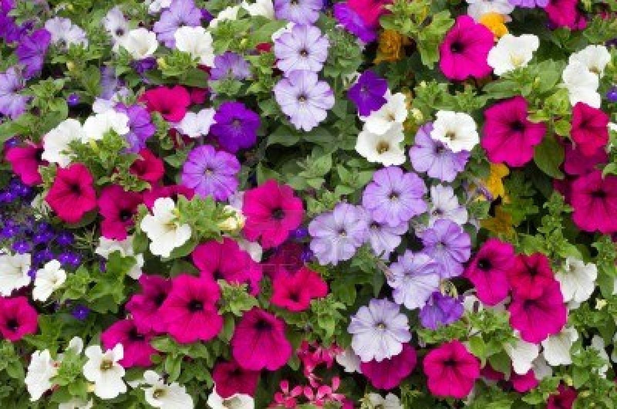 Petunia - Dwaft Mix Color - ( 5000 Seeds ) Flowers Great 