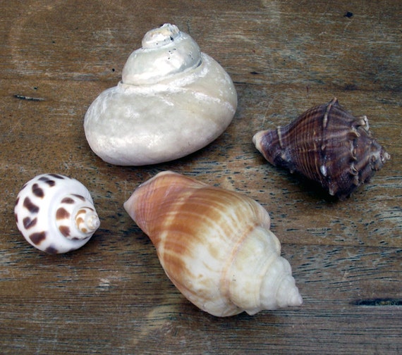 Unique Seashell Collection Two
