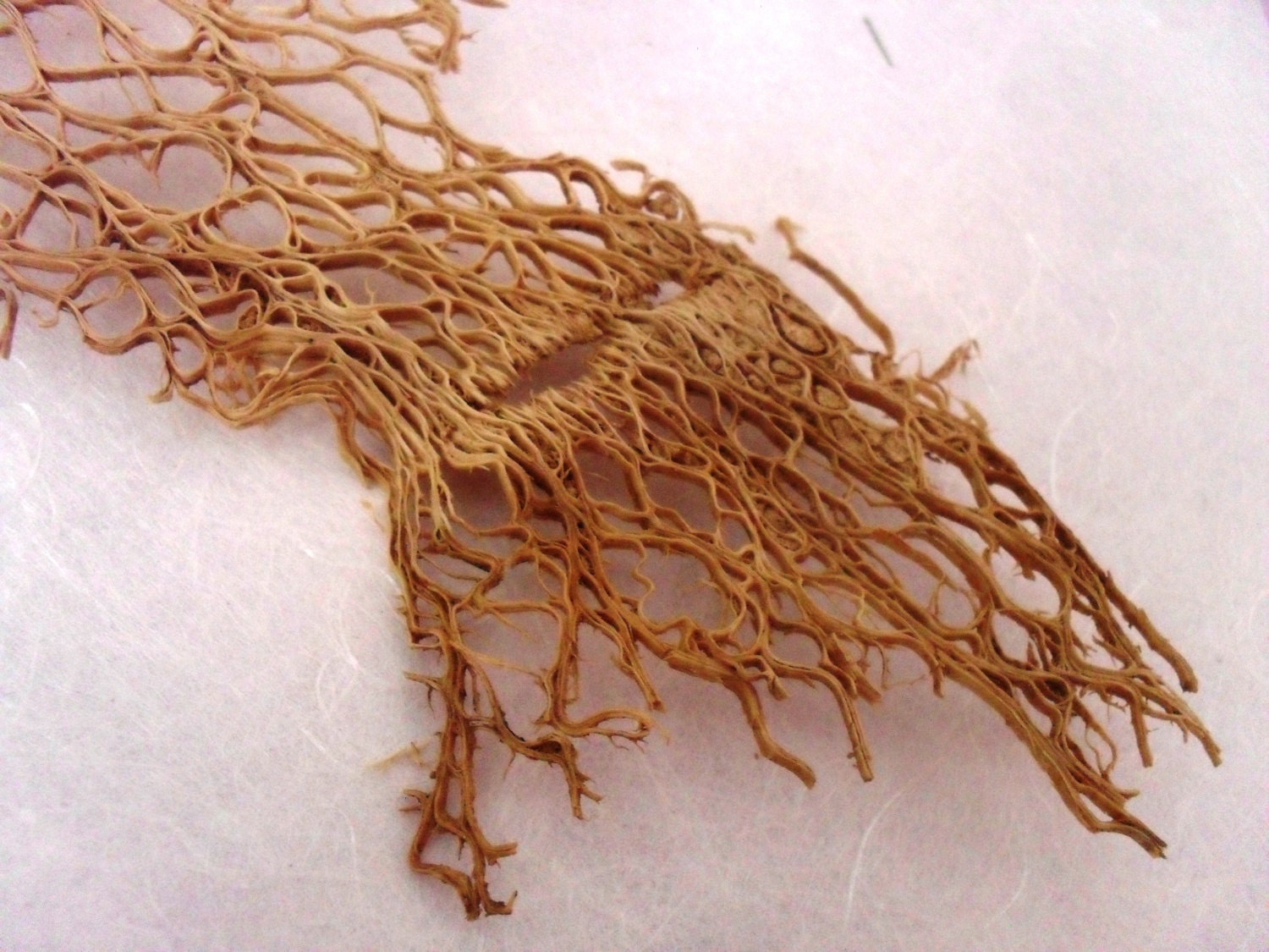 Cactus Lace fiber sheets natural dried botanical for collage