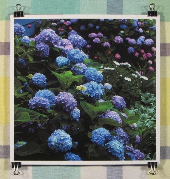 Nikko Blue hydrangea blossoms in multiple colors  8x8 inch print