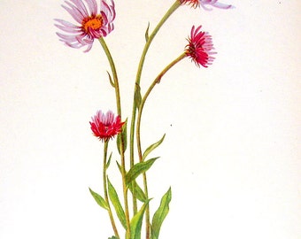 Flower Print - Fleabane, Meadow Fleabane - 2 Sided - 1950's Vintage Botanical Illustration Book Page