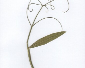 Pressed Flower Art Print Vine