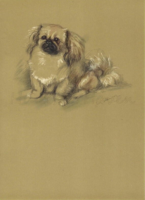 PEKINGESE - 1940s Vintage Dog Print, Wall Decor, Lucy Dawson, Animal Print, Art Print, Illustration to Frame, plate, brown black