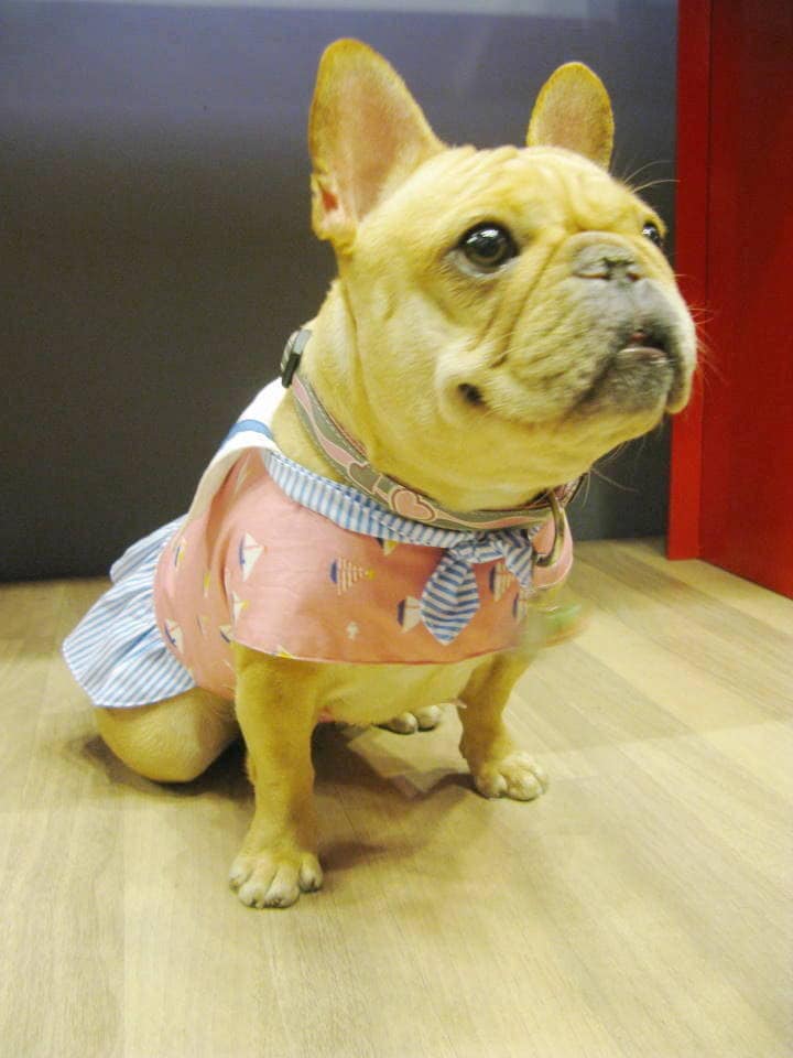 French bulldog summer dress with sailor collar Frenchie sailor