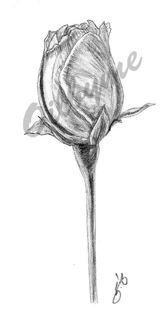 Items similar to An original drawing of a rose bud. on Etsy