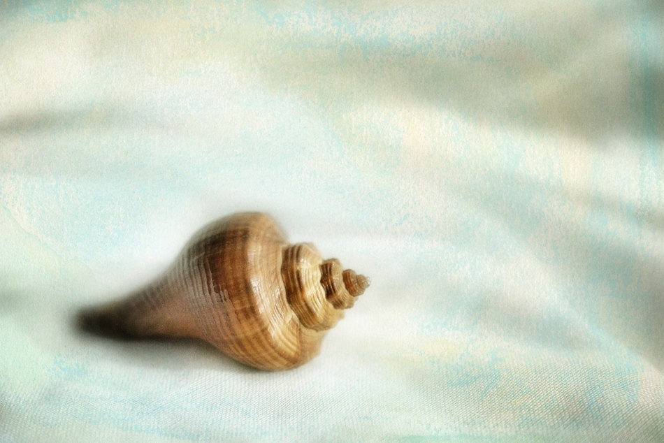 Conch Shell 5x7 Photograph Cape Cod Beach Art Green Aqua