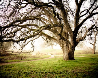 Misty Morning - Canvas wall art, Landscape Photography, Home Decor, color photography, park, winter, foggy, oak tree