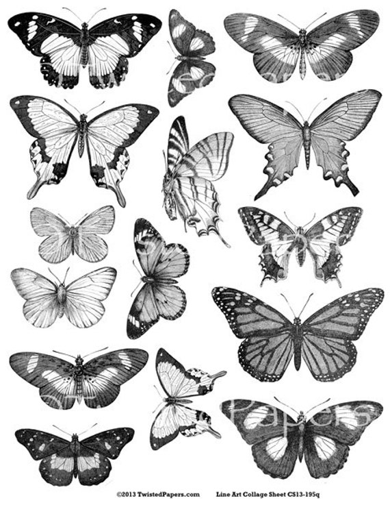 BUTTERFLY Line Art Illustrations Digital Collage by TwistedPapers