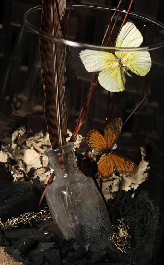 Items similar to Taxidermy terrarium butterfly goth home decor vase ...