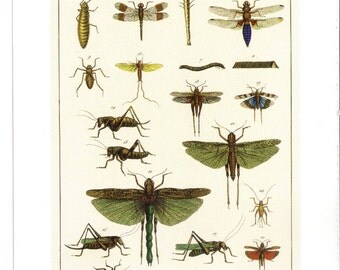 Grasshoppers, Insects and Larvae on one side and Butterflies on the other side of the page - Seba's Cabinet of Natural Curiosities
