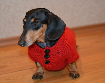Image result for dachshunds in fall sweaters