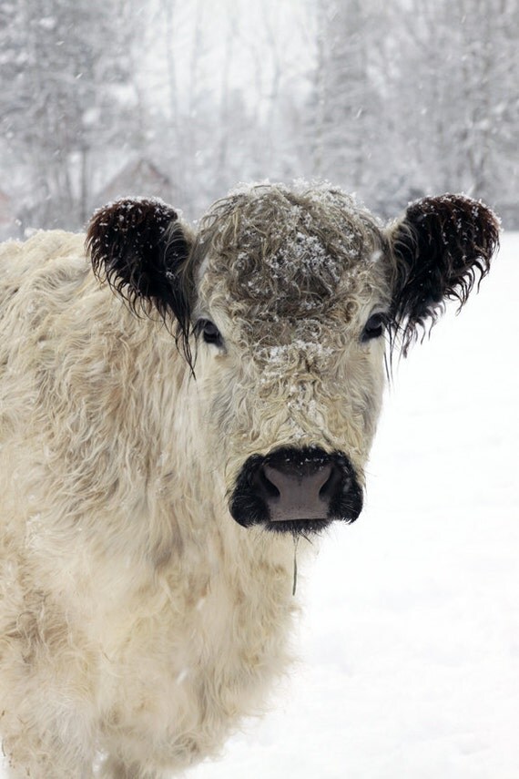 Items similar to White Cow in the Snow Animal Photography