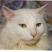 Delphine