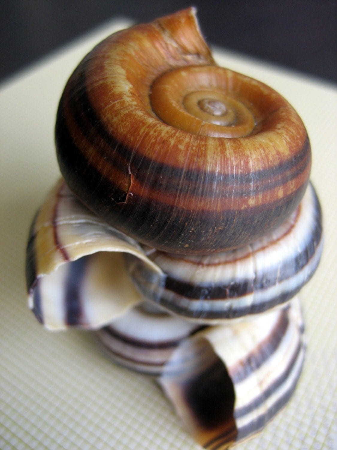 3 Natural Snails Freshwater Snail Shells Spiral by marymishmash