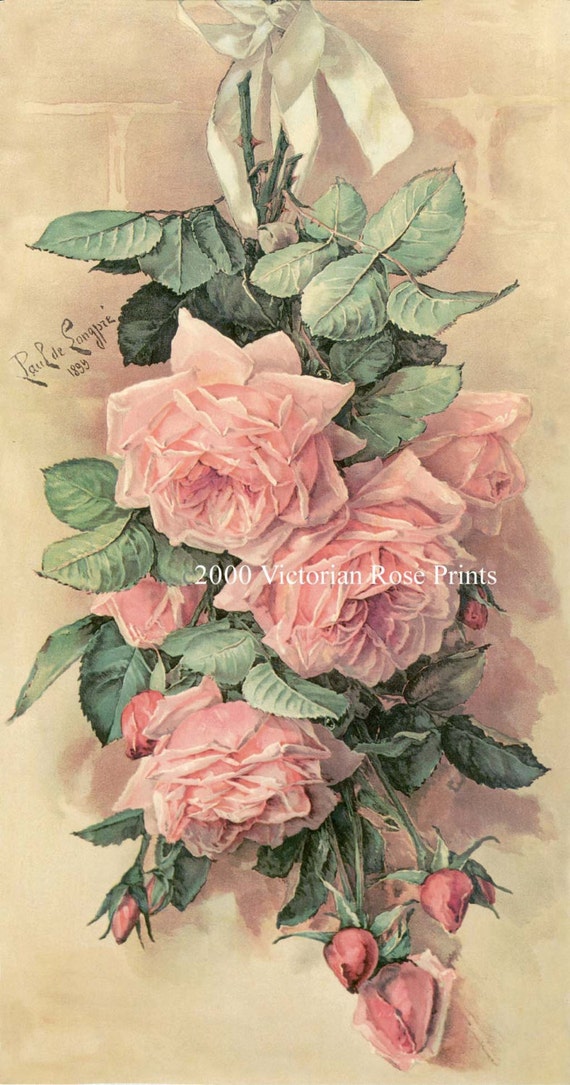 print free ship pink cabbage roses paul de longpre a bunch of print free ship pink cabbage roses paul de longpre a bunch of