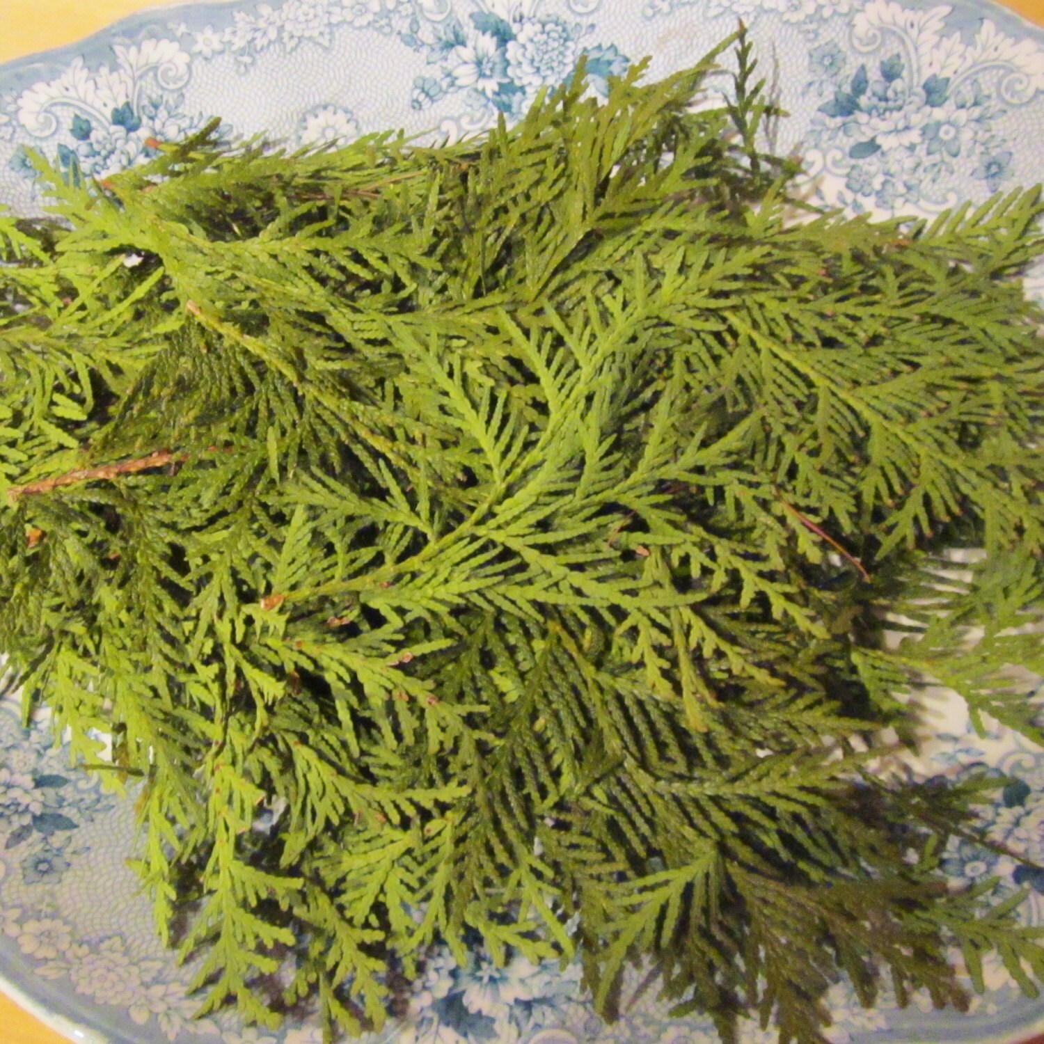 Cedar Tips Arbor Vitae Tree of Life Northern White Cedar