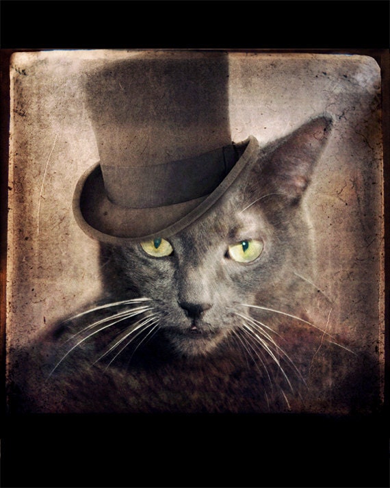 Серая кошка фото, русская Голубая животных, фотографии викторианском кошка фото коллаж, портрет питомца кораблей из Канады 8x10 печати - капитан Грей