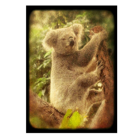 Items similar to koala bear photograph,animal photograph,australia ...