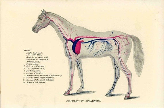 1904 horse circulation anatomy original by antiqueprintstore