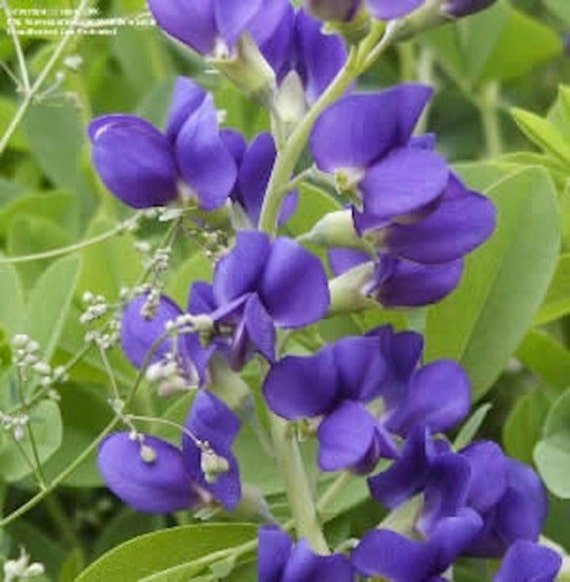 blue indigo plant