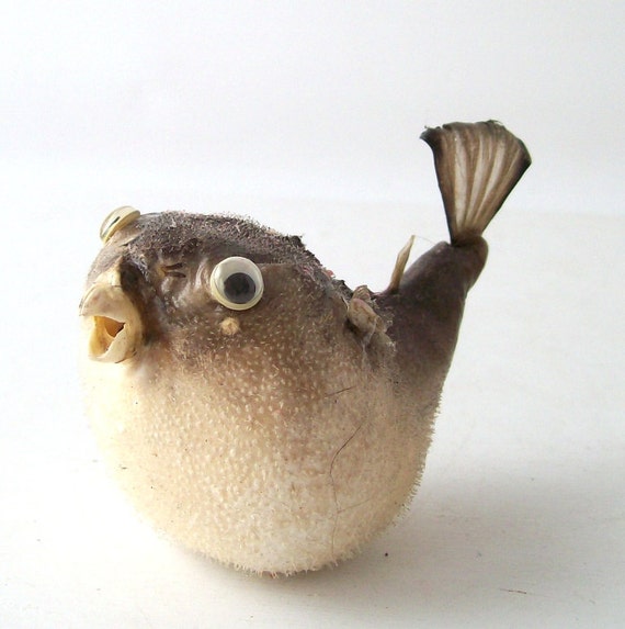 stuffed blowfish