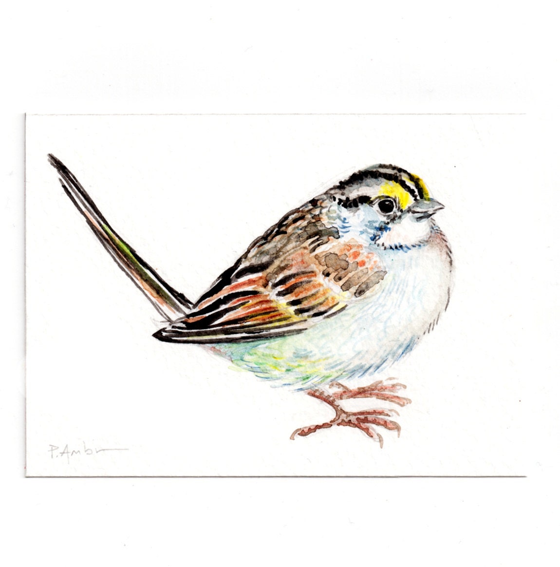 Original ACEO White Throated Sparrow Original Painting   Il Fullxfull.428283207 Icjn 