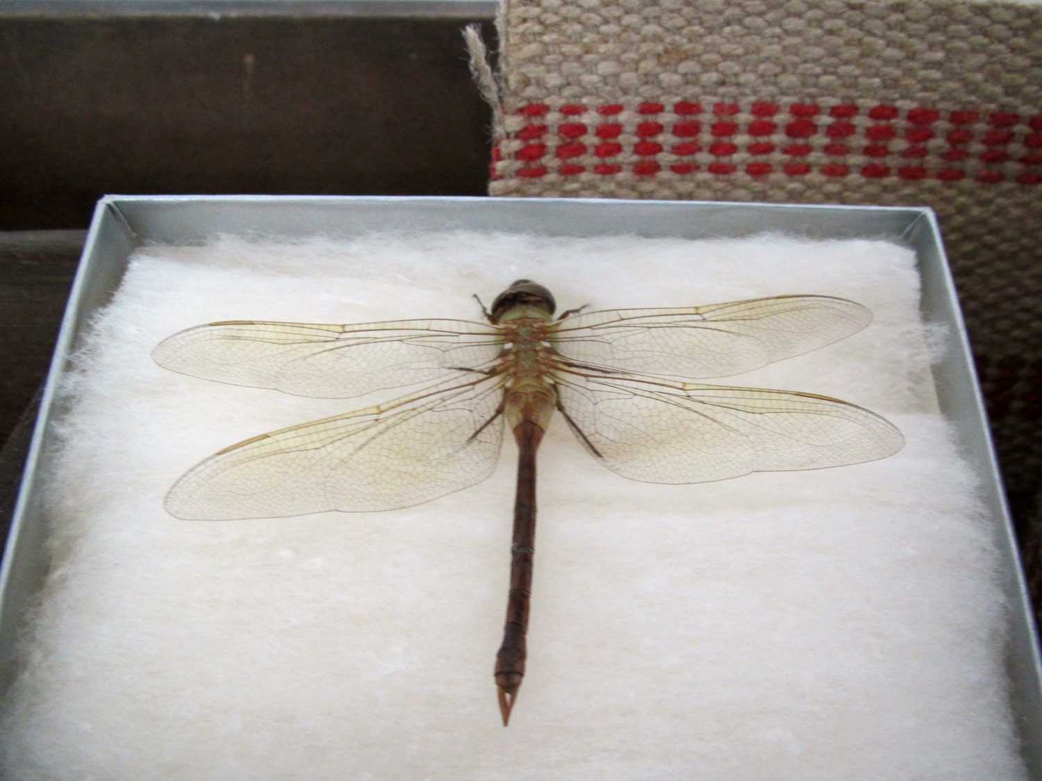 Vintage taxidermy dragonfly / insect specimen / vintage
