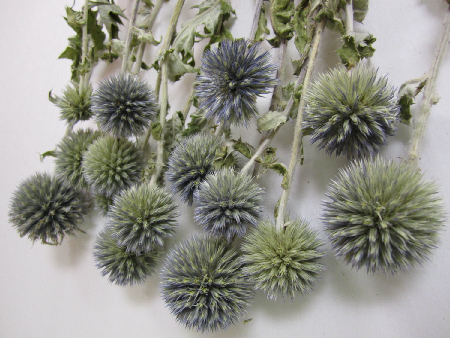 Dried Globe Thistle set of 12 Preserved 8" long from