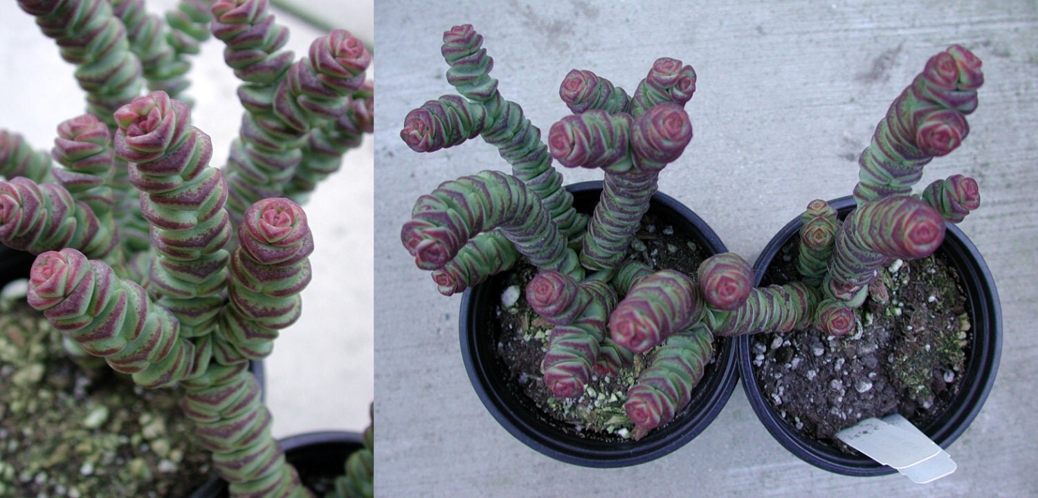 Crassula marnieriana Jade Necklace Vine. Beautiful and
