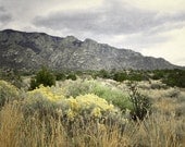 Sandia Mountains Photography Print 11x14 Fine Art New Mexico Spring Wildflowers Southwest Landscape Photography Print.