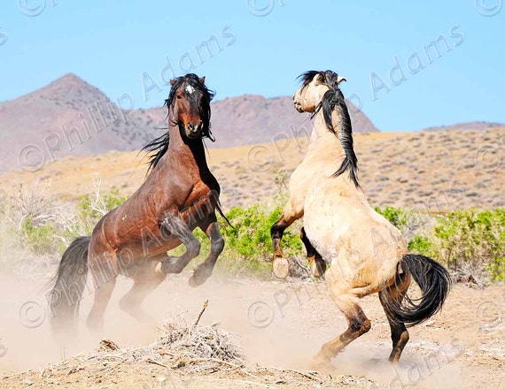 The Battle 2 - Mustang Stallions - 8.5" x 11"