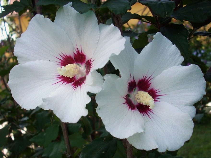Marshmallow Althea officinalis seeds Hibiscus from