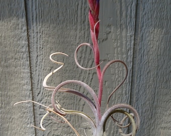 Tillandsia Arhiza-Juliae x Pruinosa Air Plants