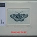 Fritillary butterfly. Reserved for KC.