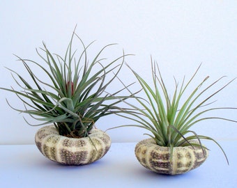 Air Plant Sea Urchin Planter Single