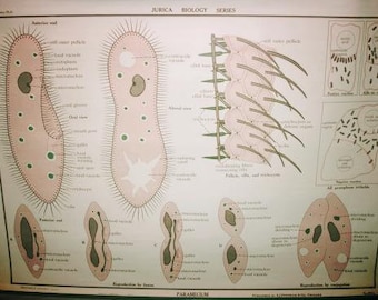 Vintage Zoology Chart Jurica Biology Series Protozoa Infusoria Cillata Paramecium Nystrom
