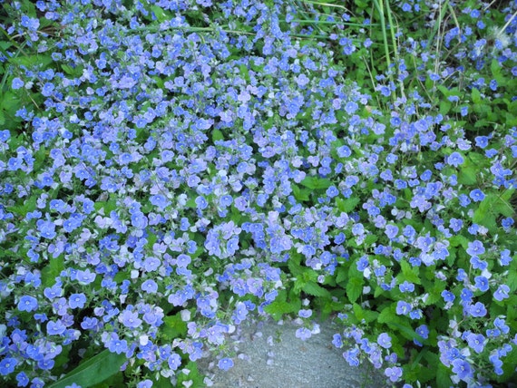 Creeping Veronica plants by NoankTropicals on Etsy