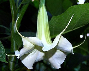 trumpet angel fragrant seeds brugmansia tree huge zone yellow blooms zones grow easy maypop passiflora incarnata vine purple arborea exotic