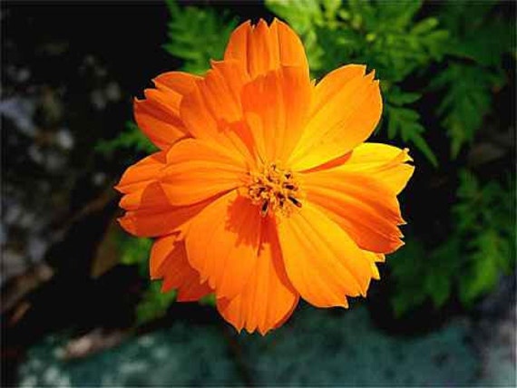 Cosmos Seeds Tall Orange Unique Flower for Your Garden 25